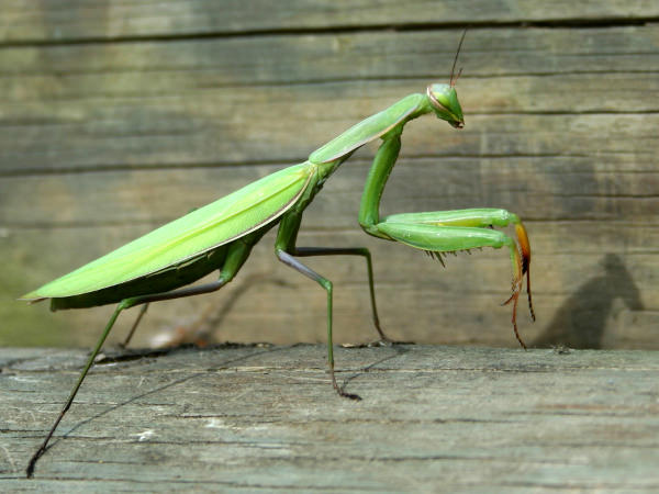 Mantis la lampe Mante religieuse par Guillermo Zambrano M