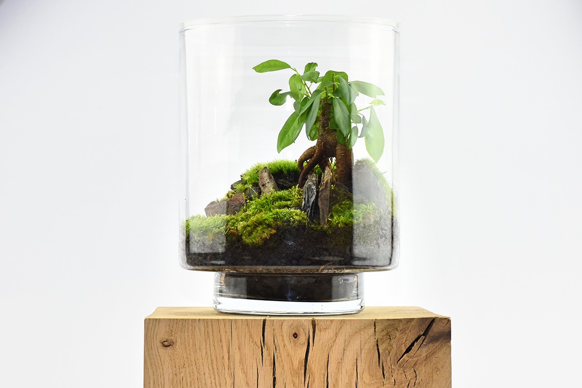 YAMAYAMA le terrarium en kit pour votre intérieur